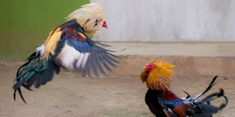 Chú ý quan sát vóc dáng và phong độ của từng chiến kê