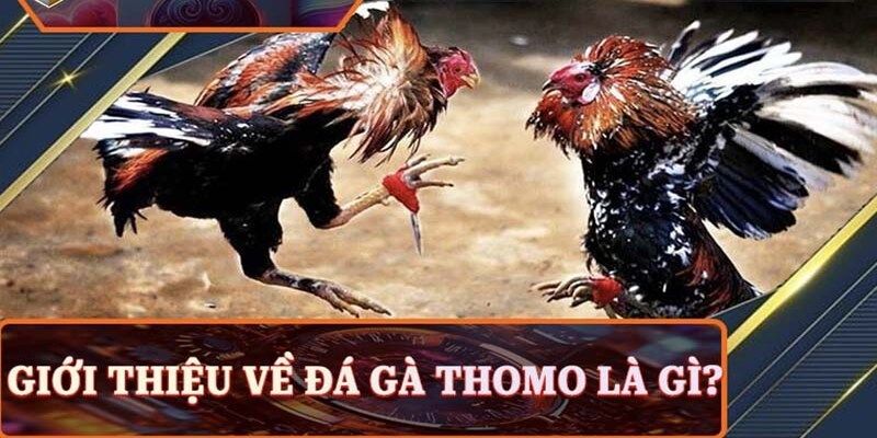 Khám phá kèo BDD khi trải nghiệm chọi gà Thomo