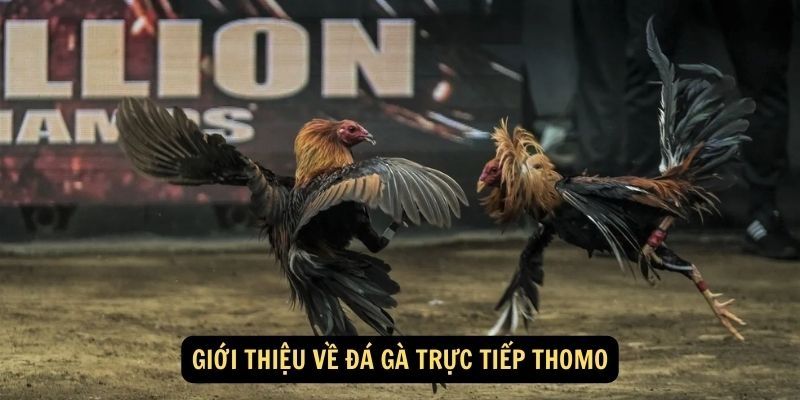 Thomo luôn đảm bảo quy trình tổ chức chuyên nghiệp