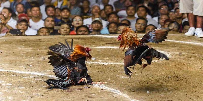 Tìm hiểu tiêu chuẩn chọn gà đá tham gia đấu trường Campuchia