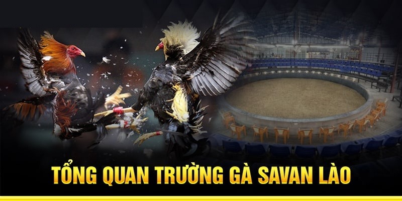 trường gà Savan